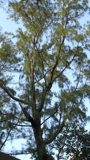 casuarina tree