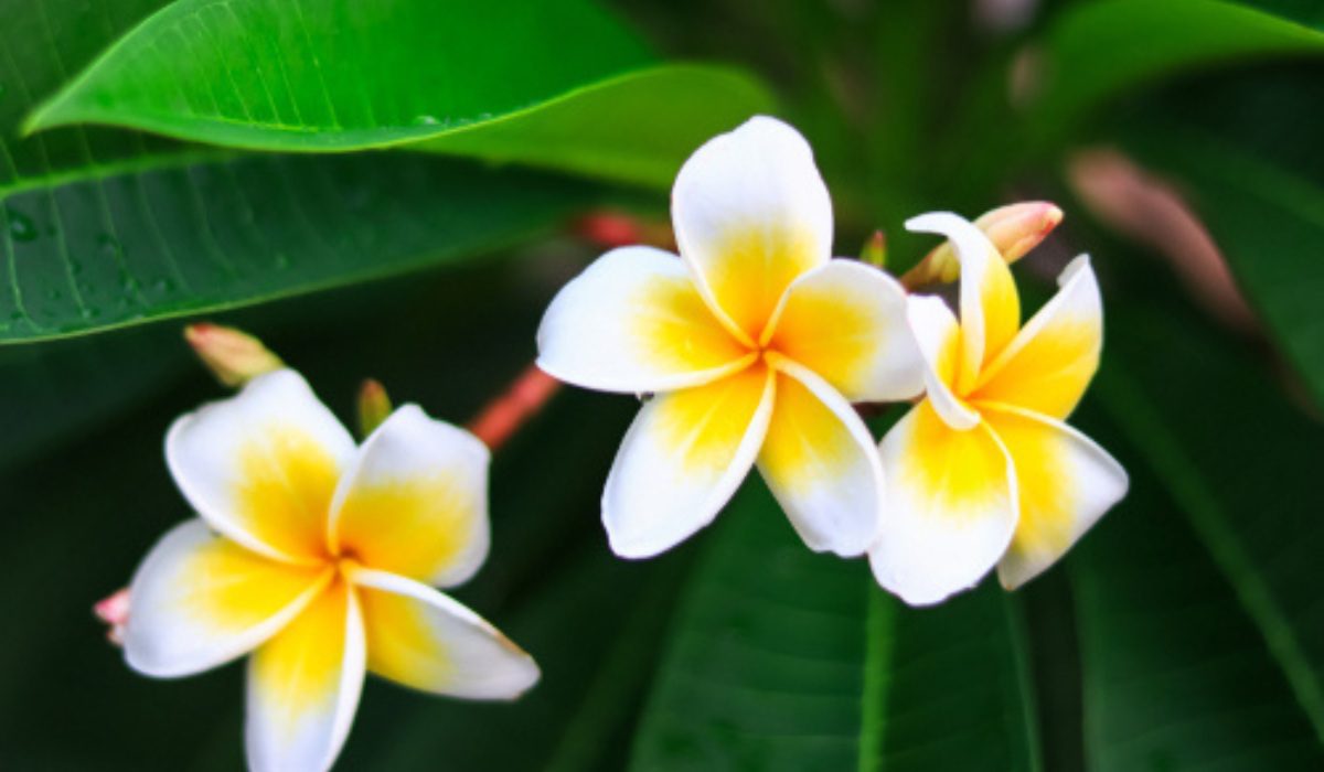 Champa tree Facts benefits how to grow and care tips