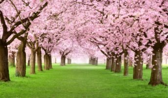 How to grow and care for Cherry Blossom trees?