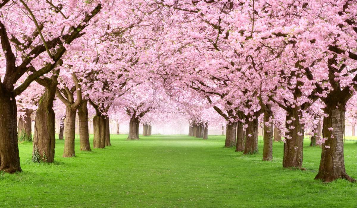 How To Grow And Care For Cherry Blossom Trees