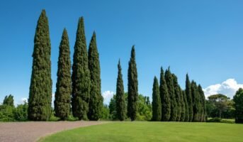 Cypress tree: Tips to grow and care