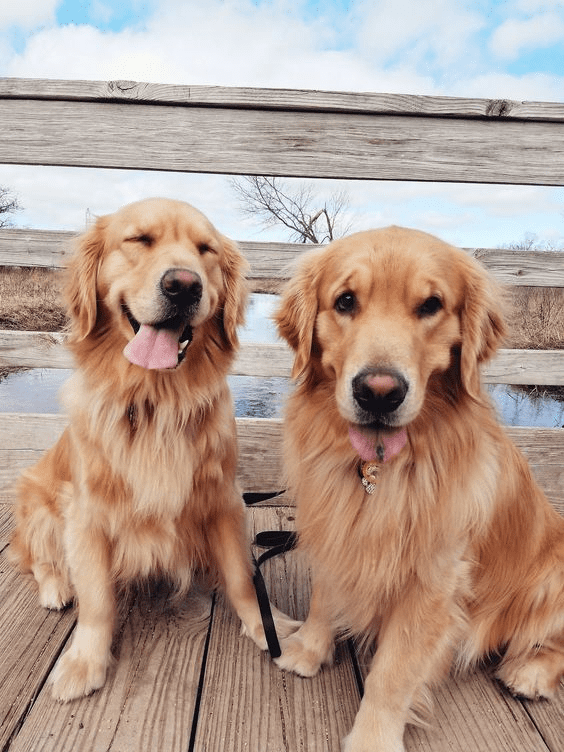 Top 15 best dogs for your home