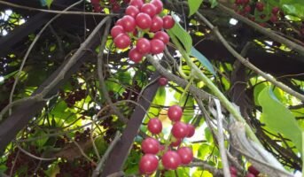 Giloy tree: Facts, types, care and toxicity