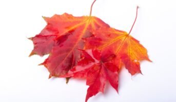 Maple tree: Tips to grow and care
