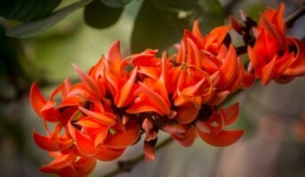 Palash Tree: How to Grow and Maintain Tips