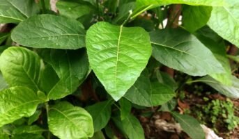 Vernonia Amygdalina: Features, Benefits,  and Maintenance Tips