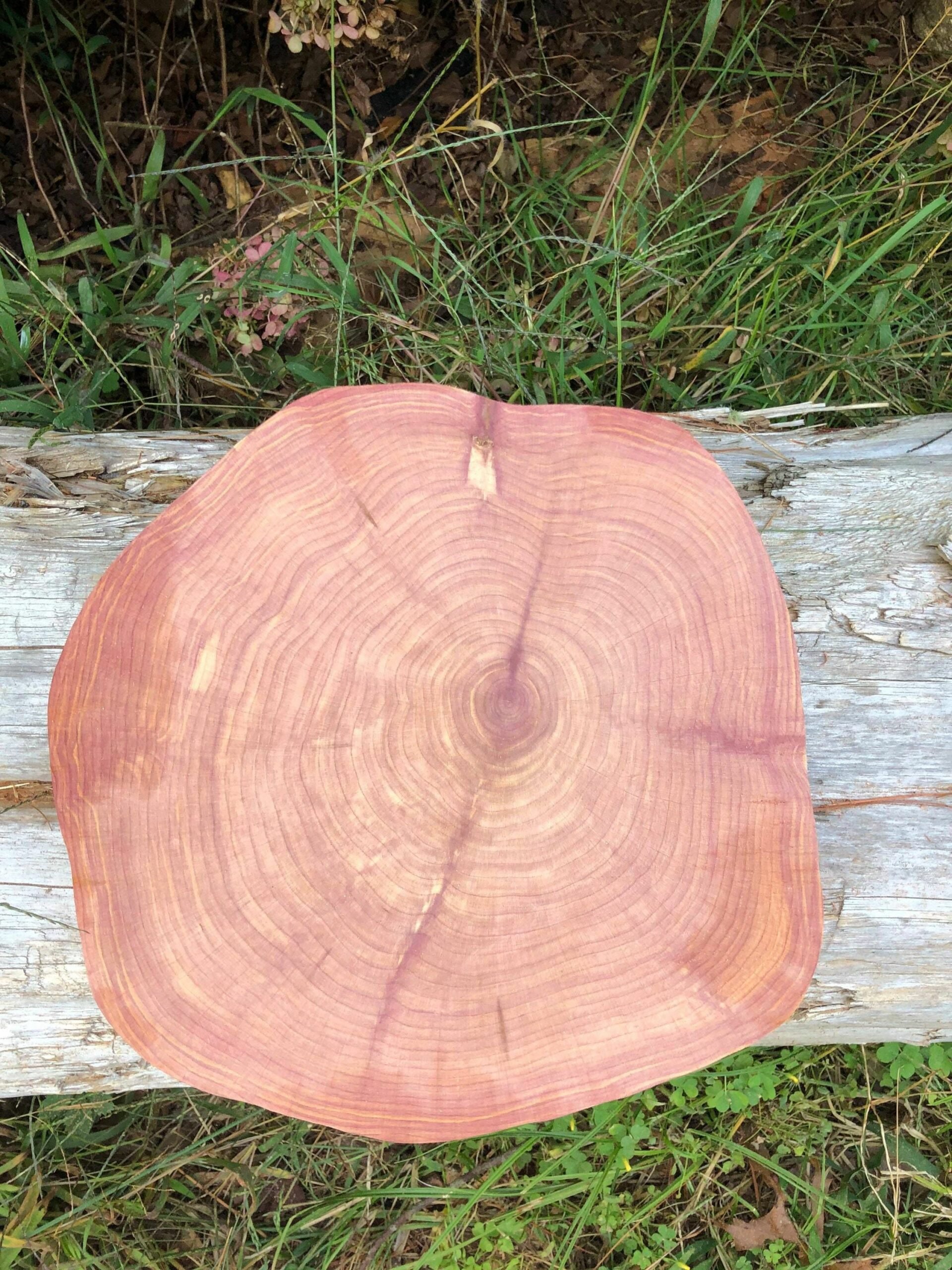 Cedar Wood: Origin, type and uses