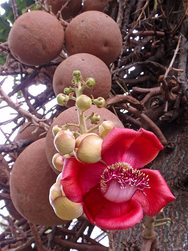 Cannonball tree: How to grow and care for Couroupita Guianensis?