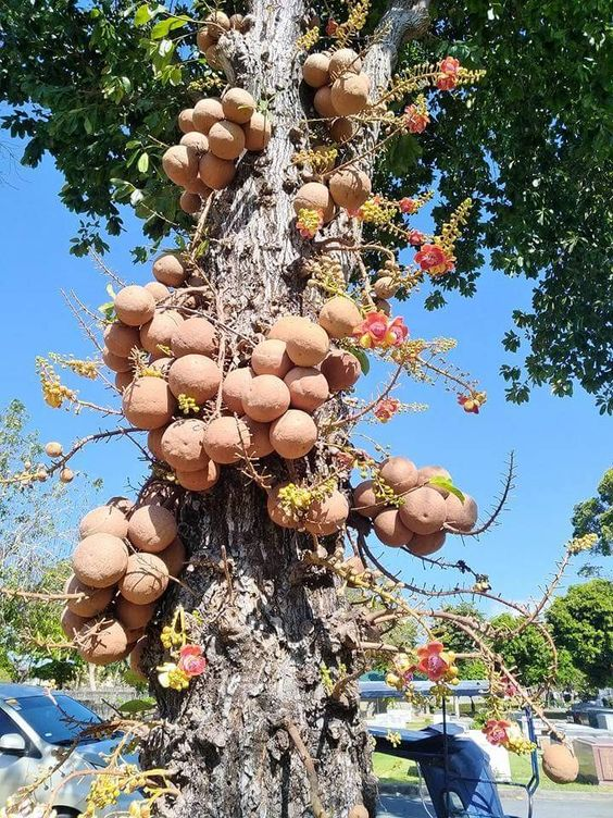 Cannonball tree: How to grow and care for Couroupita Guianensis?
