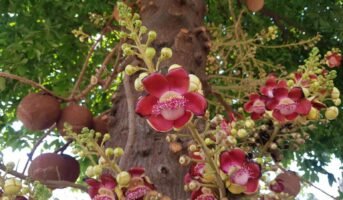 Cannonball Tree: How to Grow and Maintain, Tips
