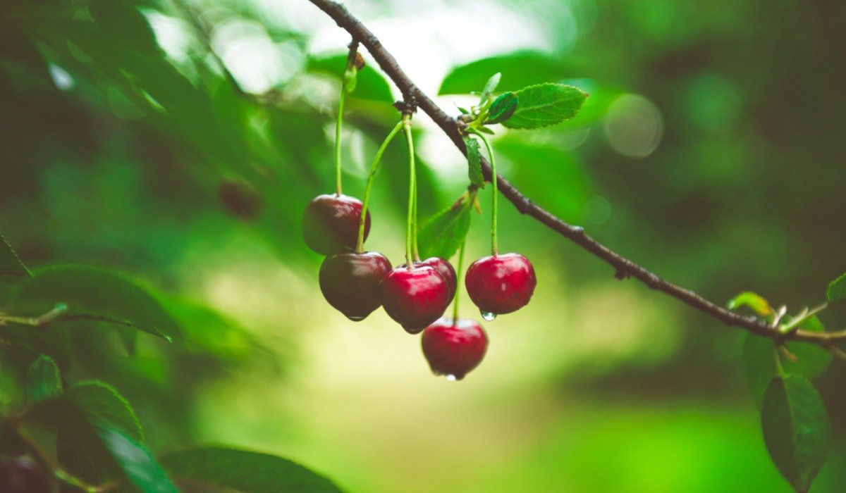 Cherry Tree Tips To Grow And Care