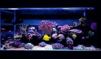 Corner Fish Tank Ideas to Enhance your Interior Decor.