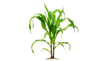 Dracaena Fragrans corn plant: Tips to grow and maintain