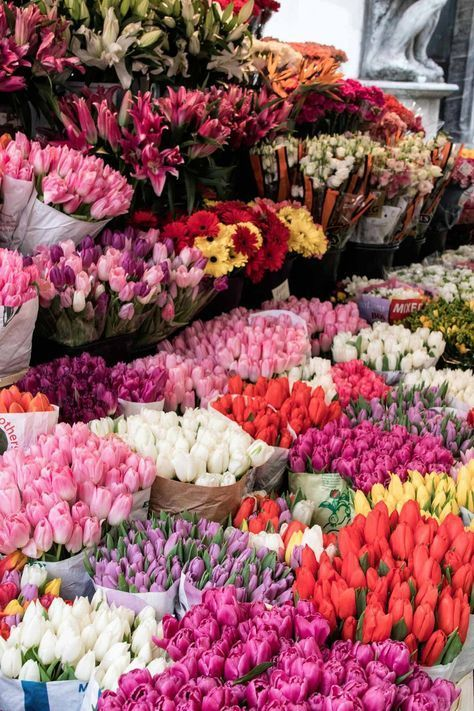 Flower market in Delhi: Know timings, how to reach and what to buy