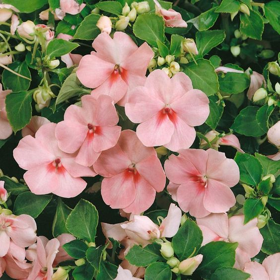 Impatiens walleriana: Facts, features, and characteristics of busy Lizzie