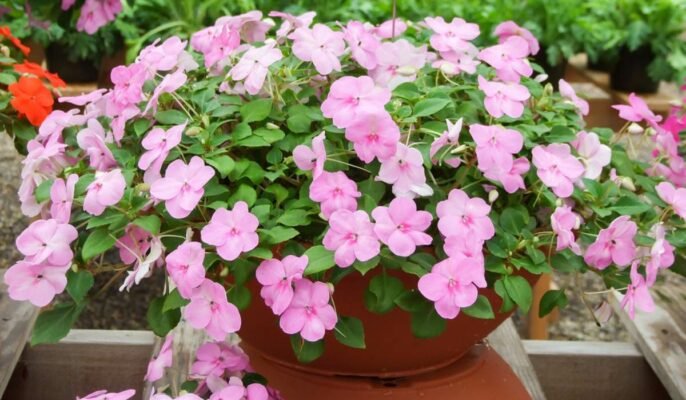 Impatiens walleriana: Facts, features, and characteristics of busy Lizzie