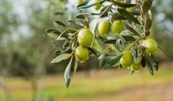 Olive Tree: How to Grow and Maintain Tips