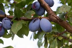 Plum tree: How to grow and care for plums in your backyard?