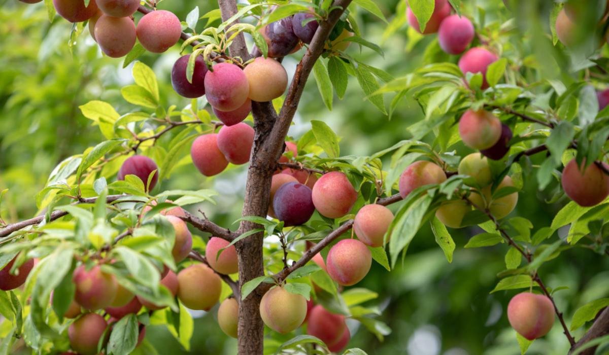 Plum Tree: Types, Growth, Maintenance and Uses