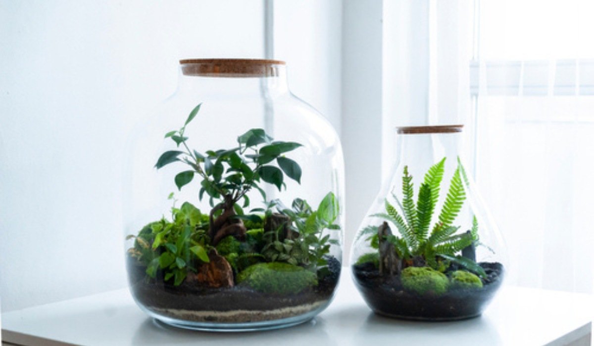 How to Make a Terrarium: The Best Terrarium Plants