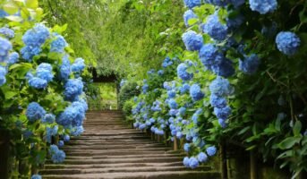 Blue flowers: Varieties, uses and care tips