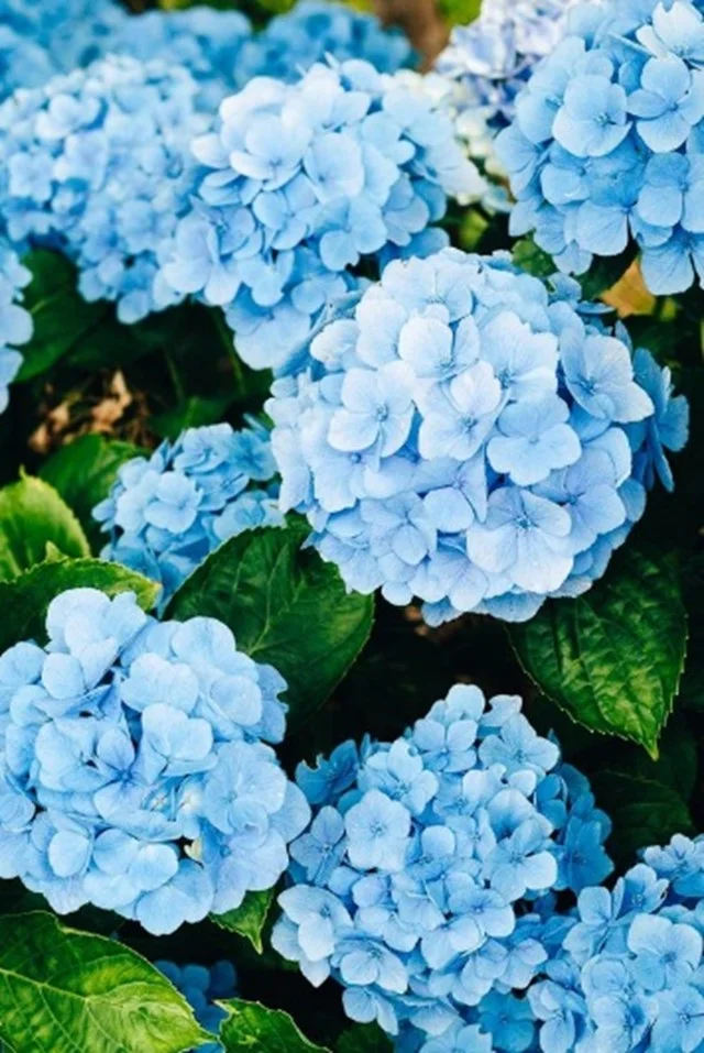 Blue Flowers 