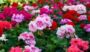 How to grow and care for Geraniums?
