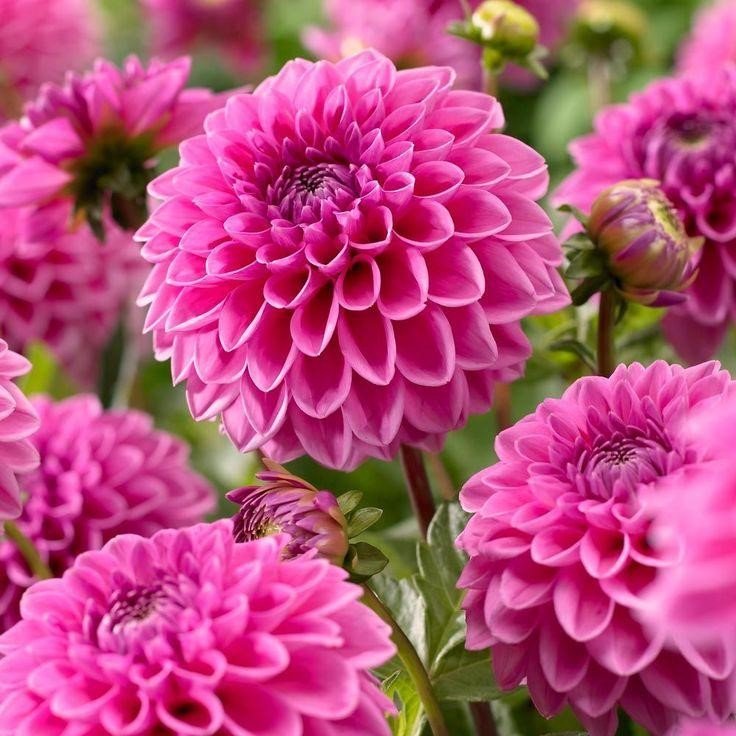 Pink Flowers Name: Everything You Need To Know