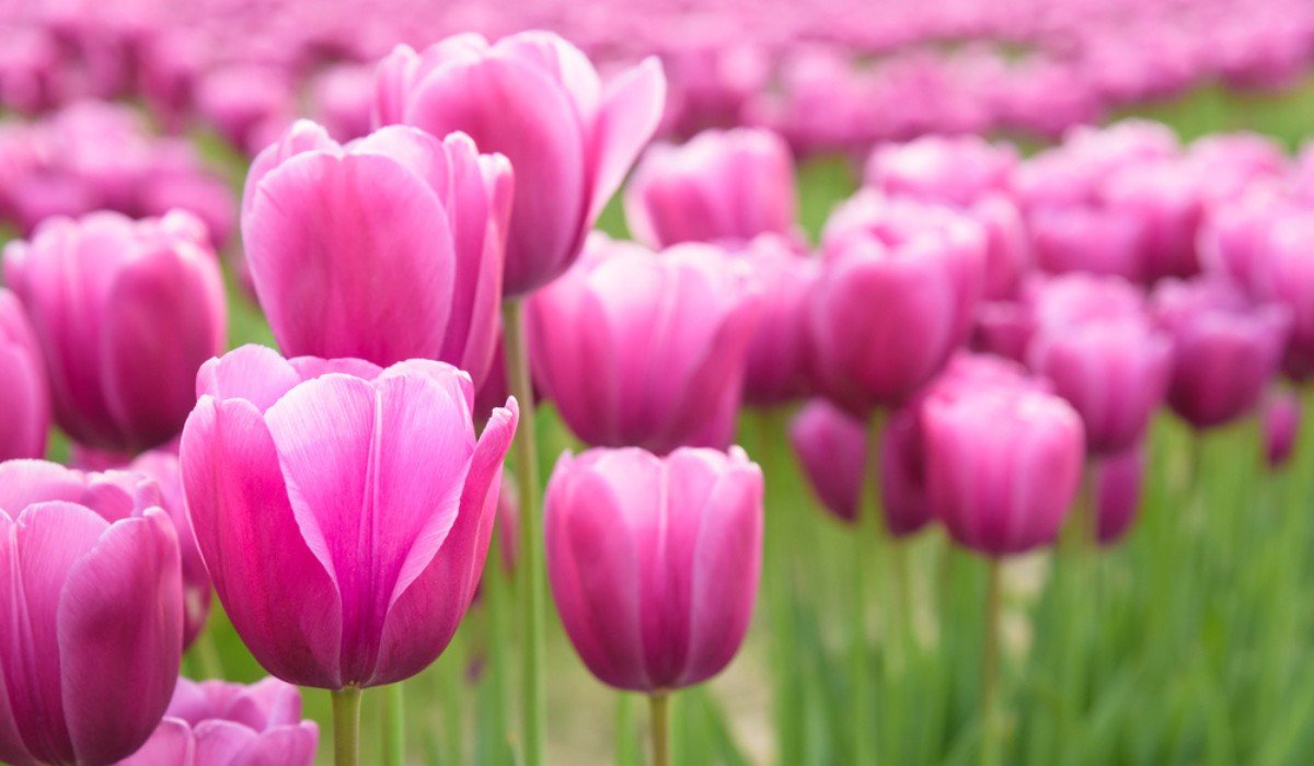 Top pink flowers to grow in your home garden.