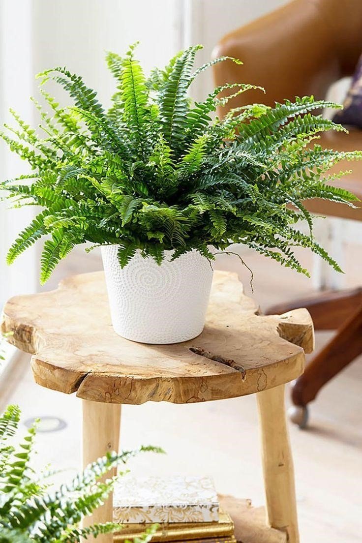 Best indoor plants for your bedroom