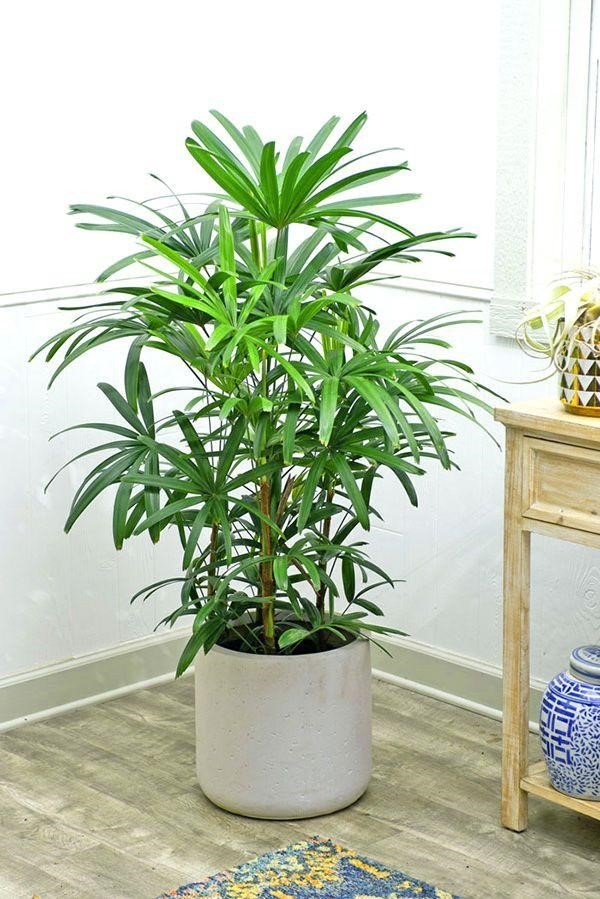 Best indoor plants for your bedroom