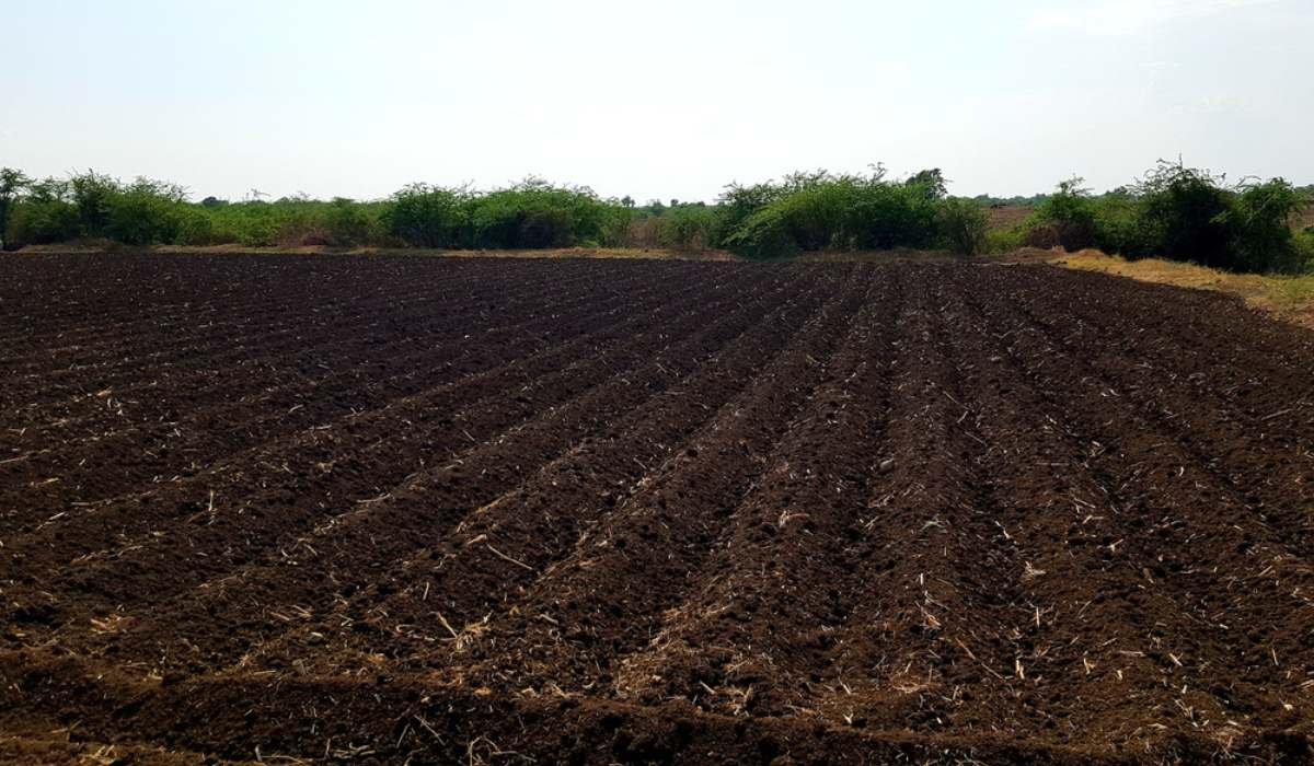 Black Cotton Soil: Everything You Need To Know