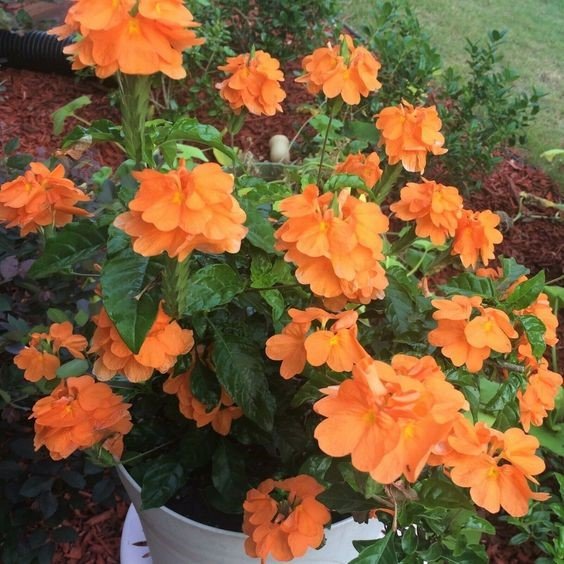 Crossandra flowers: How to grow and care for them?