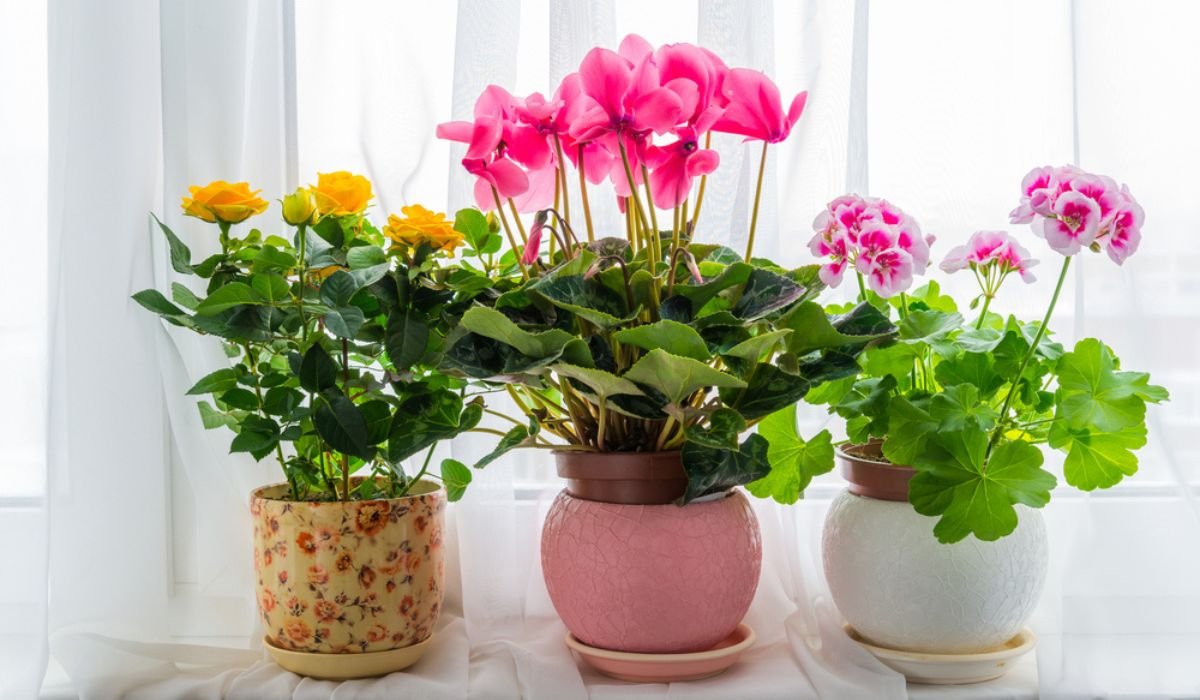 Decorative Indoor Flower Pots: All you Need to Know