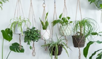 Hanging plants for home: Top picks