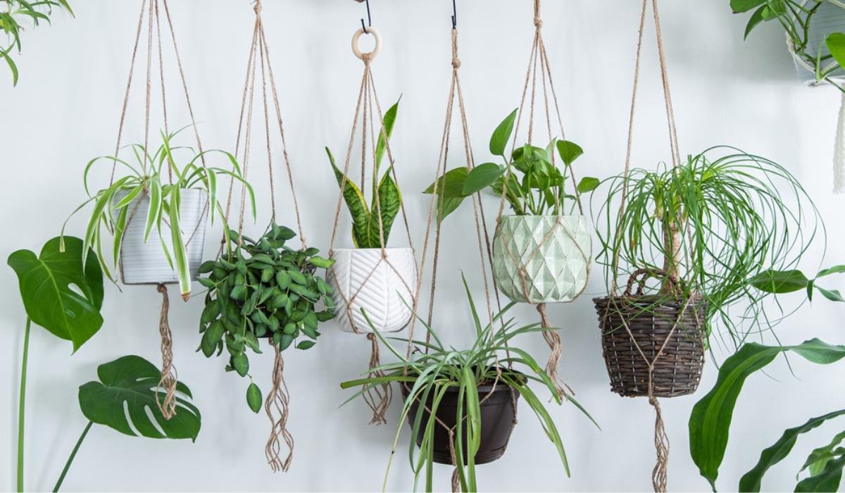 Different types of plants for hanging baskets