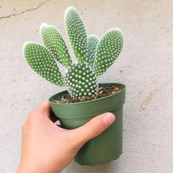 Is Cactus apt as an indoor plant? 