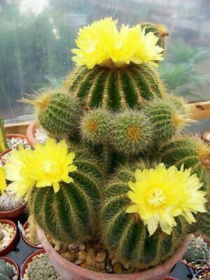 Is Cactus apt as an indoor plant? 