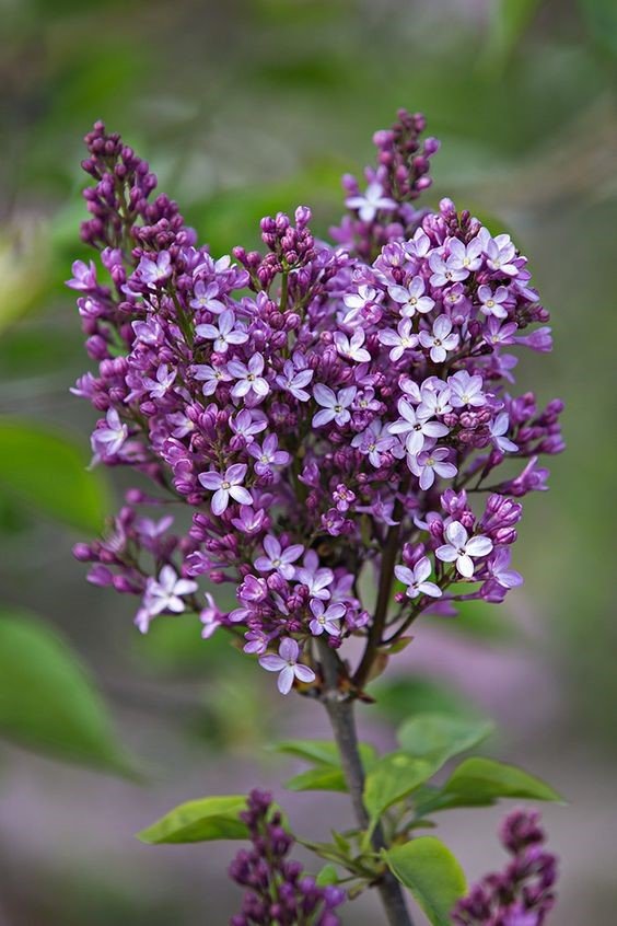 Lilac: Know tips to grow and care