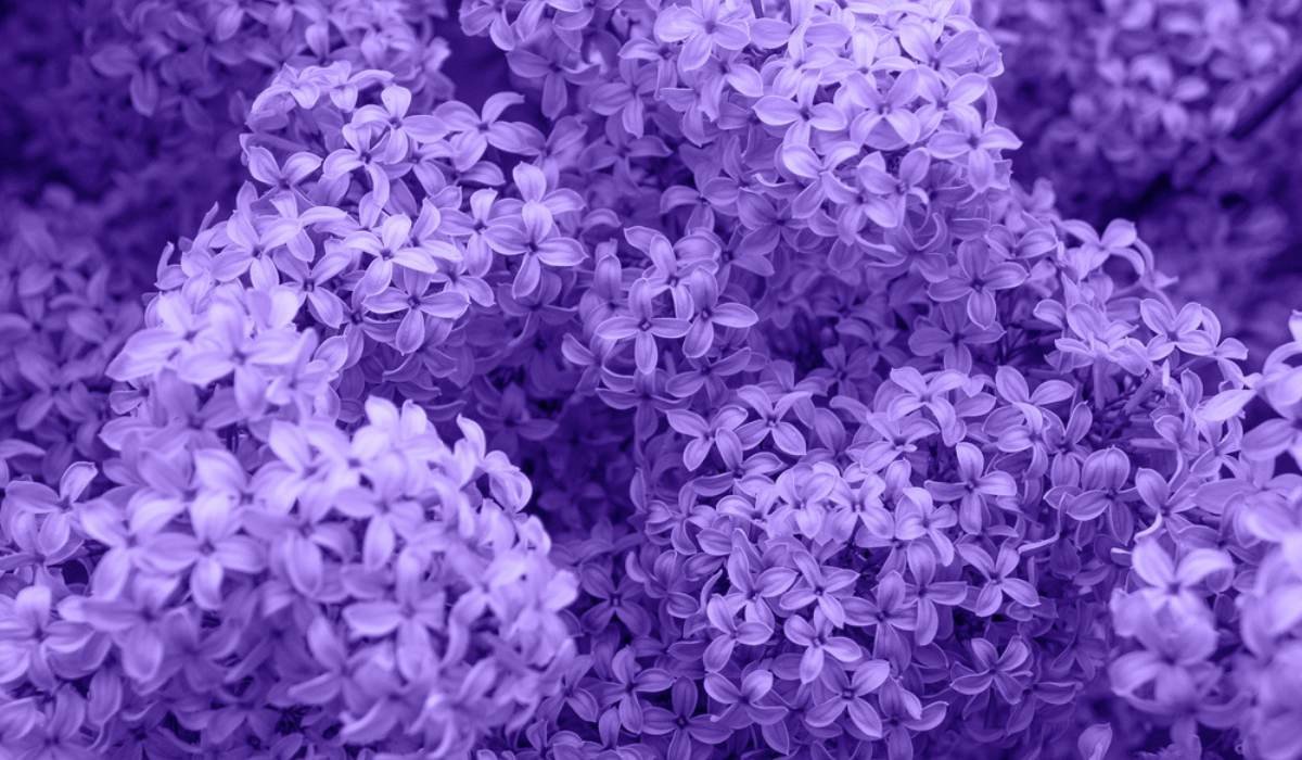 Lilac: Know tips to grow and care