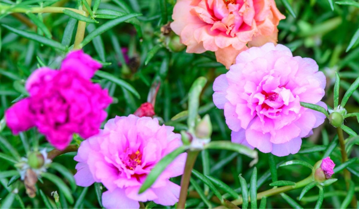 Moss Rose: Facts, how to grow, care tips and more