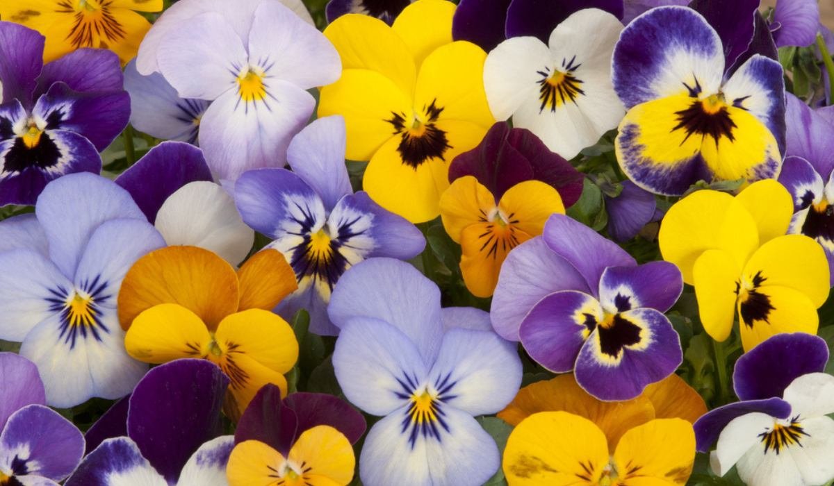 pansy flower: know tips to grow and care