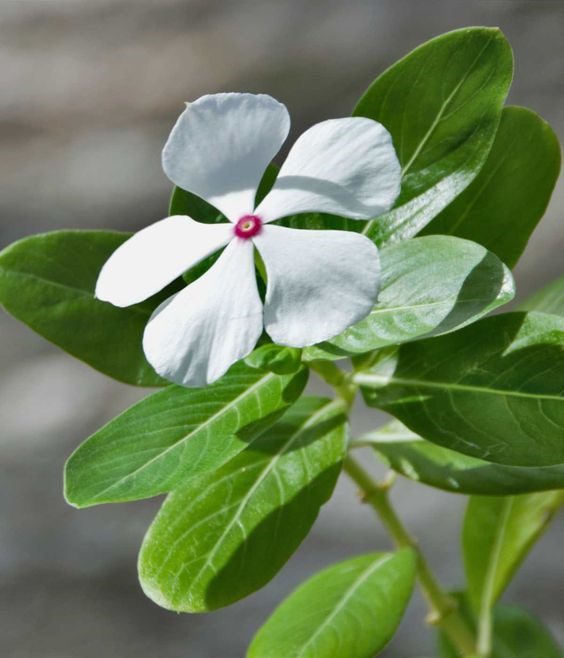 Periwinkle Flower Facts, Growth, Maintenance, and Uses.