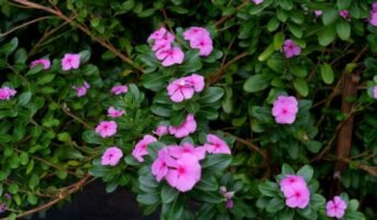 Periwinkle Flower: Facts, Growth, Maintenance, and Uses