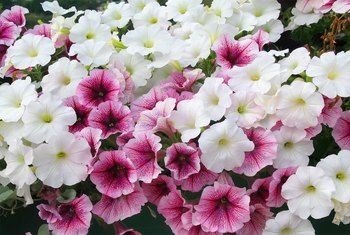 Petunia: Know facts, tips to grow and care