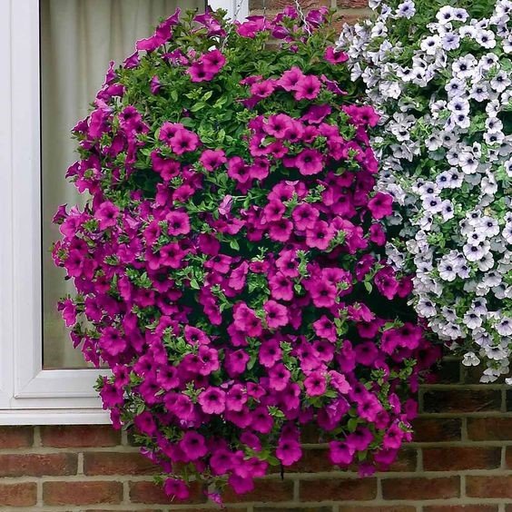 Petunia: Know facts, tips to grow and care