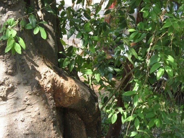 Young sandal (Santalum album) trees, Mysore, Karnataka, India Stock Photo -  Alamy