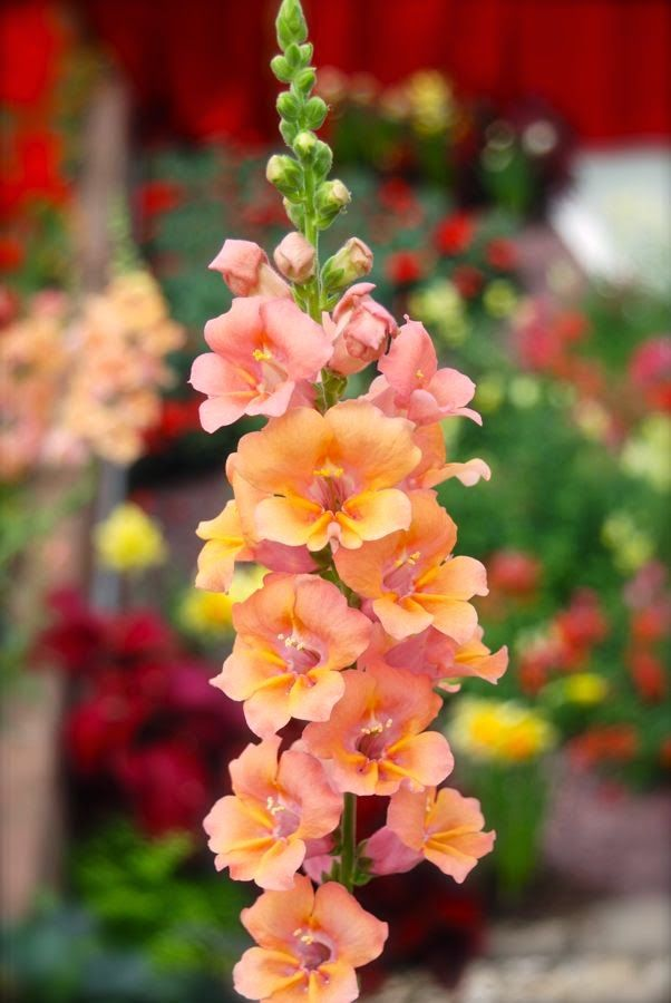 Snapdragon flower: Know facts, growth and maintenance tips