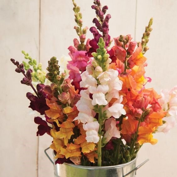 Snapdragon flower: Know facts, growth and maintenance tips