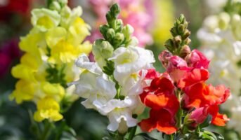Snapdragon Flower: Facts, How to Grow, Care